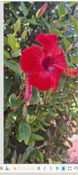 Bewertung Fotoschau-1 Stern.JPG