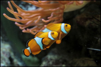 Clownfisch.jpg