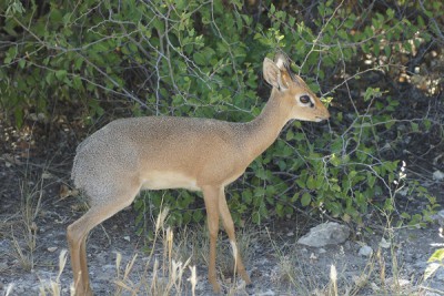 Dik Dik.jpg