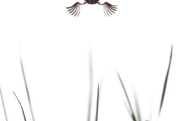 NL-NL-Nature_&_Wildlife-3380472 (1).jpg