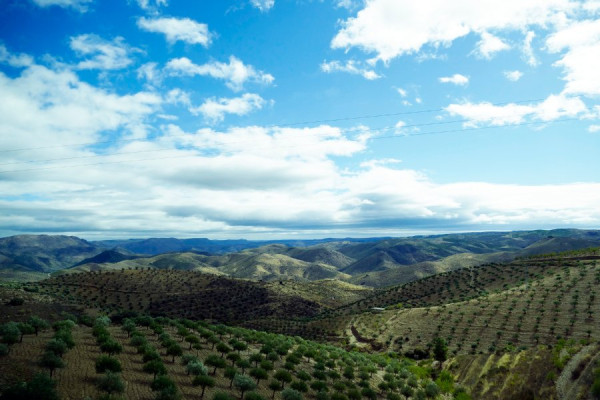 Porto - Douro - Korkeichen.jpg