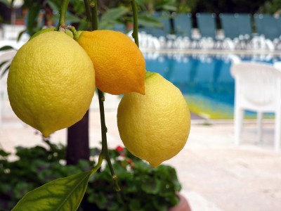 Zitronen.jpg