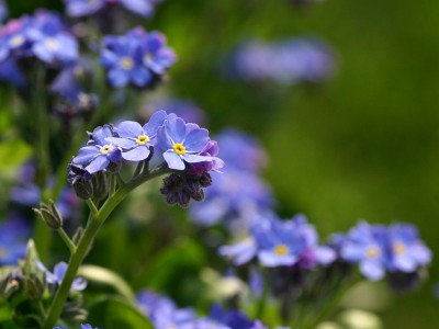 Vergissmeinnicht.jpg