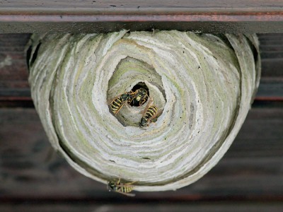 Wespennest.jpg