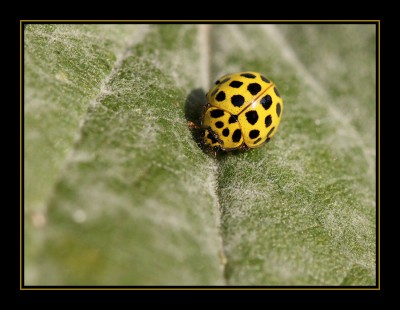 Zweiundzwanzigpunktmarienkäfer.jpg