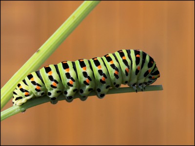 Schwalbenschwanz-Raupe.jpg