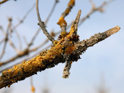 Xanthoria parietina-Gelbflechte.jpg