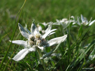 edelweiss.jpg