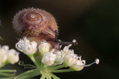 Haarschnecke.jpg