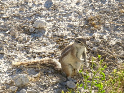 xerus erythropus.jpg