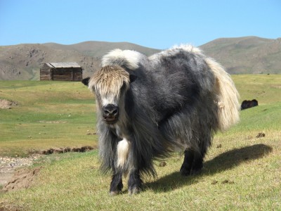 Yak.jpg