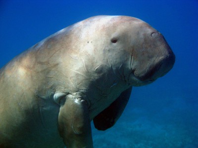 Dugong.jpg