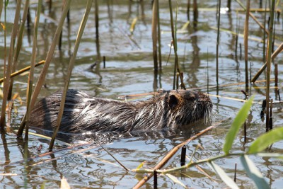Nutria.jpg