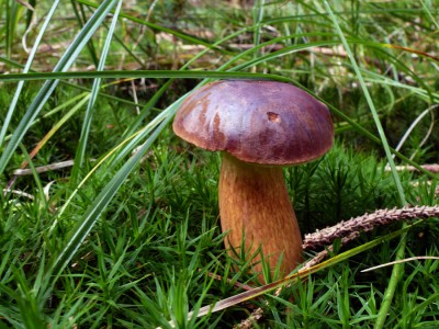 Xerocomus badius - Maronenröhrling.jpg
