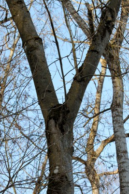 y-förmige Baumgabelung.jpg