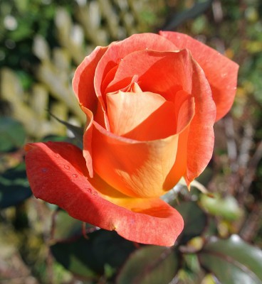 Nikon1 F3.5 BZ1000 ISO 100 BW10.JPG