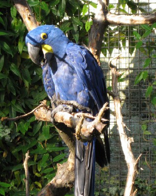 Hyazinthara Canon Power F5.6 ISO 125 BZ250 BW25.JPG