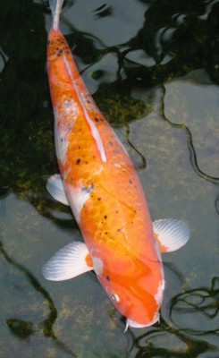 Koikarpfen Canon Power Shop F 4.5 BZ 60 IDO 320 BW17.JPG