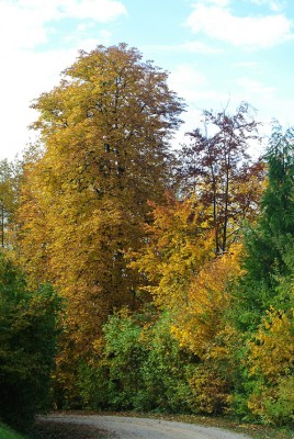 Nikon1 F5.6 BZ 100 ISO 100 BW30.JPG