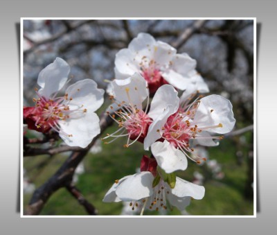 Marillenblüten.jpg