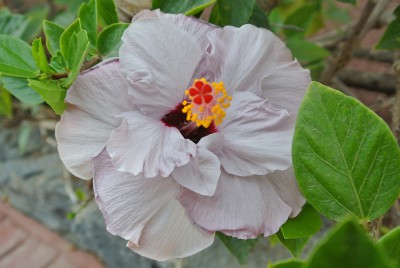 Nikon1 F4 BZ 60 ISO 560 BW14.JPG