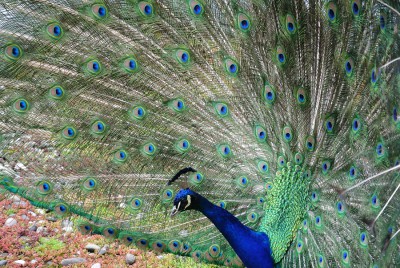 Nikon 1 F 4.5 BZ 60 IDO 100 BW 62.JPG