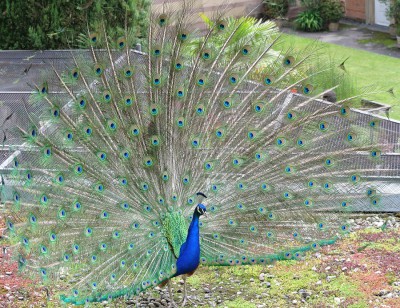 Nikon1 F3.8 BZ80 ISO 100 BW30.JPG