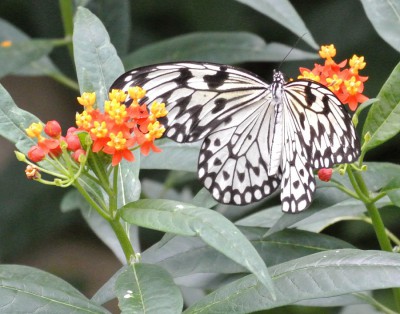 Nikon1 F 5.6 BZ 60 ISO 1600 BW110.JPG