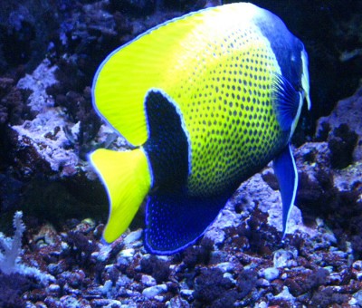 Canon Power F2.7 BZ40 ISO800 BW6.JPG