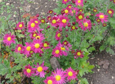 Nikon1 F 4.5 BZ 160 ISO 200 BW 17.JPG