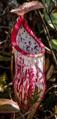 Canon EOS 650 F 5.6 BZ 200 ISO 100 BW 97.jpg