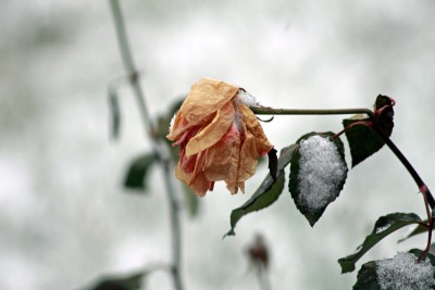 IMG_1116 (Andere).JPG