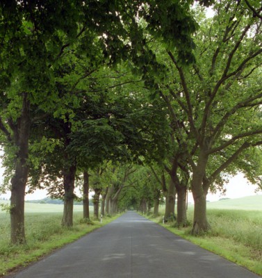 Allee_auf_Rügen.jpg