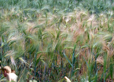 Bett im Kornfeld.jpg
