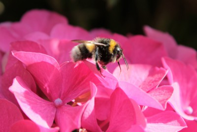Hummel auf Hortensie 2.jpg