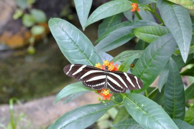 Nikon1 F5.6 BZ 60 ISO 2800 BW110.JPG