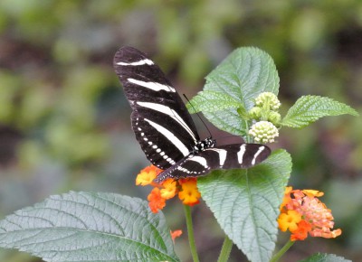 Nikon1 F5.6 BZ 60 ISO1600 BW 110.JPG