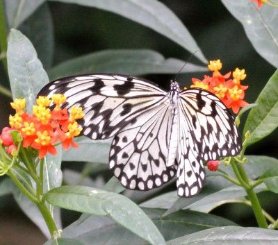 Nikon1 F5.6 BZ60 ISO1600 BW110.JPG