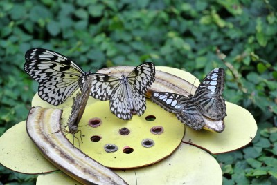 Nikon1 F5.6 BZ160 ISO1100 BW110.JPG