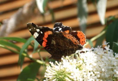 2010_Garten_Schmetterling.JPG