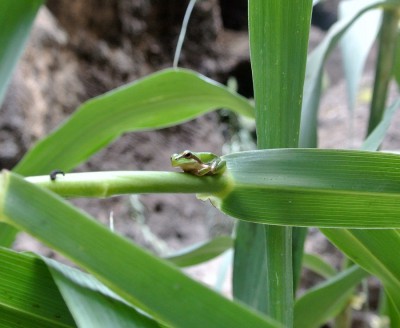 Nikon1 F3.5 BZ60 ISO450 BW10.JPG