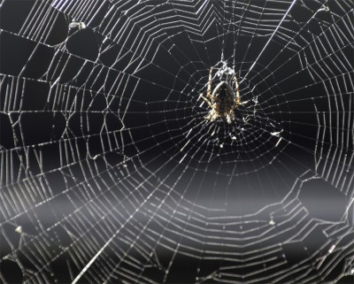 Spinnemitnetz.jpg