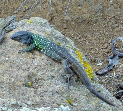 Nikon1 F5.6 BZ 125 ISO100 BW30.JPG